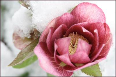 helleborus3.jpg