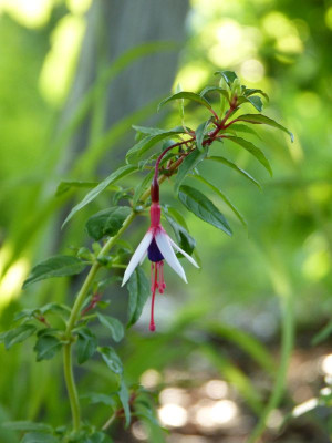 2017-07-09 Fuchsia 'Arauco'.jpg