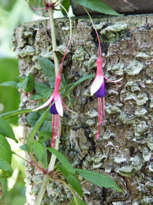 2017-08-07 Fuchsia 'Logan Woods'.jpg