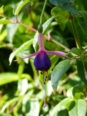 2017-08-07 Fuchsia 'Chillerton Beauty'.jpg