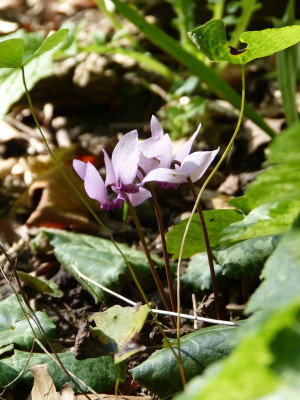 2017-08-07 Cyclamen purpurascens.jpg