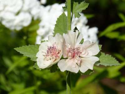 2017-08-07 Alcea Hybride 'Parkallee'.jpg