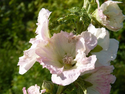 2017-08-07 Alcea ficifolia.jpg