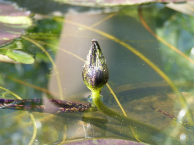 2017-08-07 Nymphaea 'Tanzanite'.jpg
