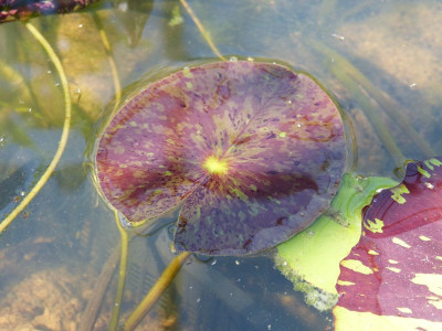 2017-08-07 Nymphaea 'Wanvisa'.jpg