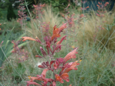 A_rupestris_080817.jpg