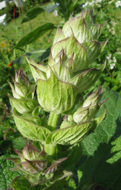 Muskatellerknospe_1_1.jpg