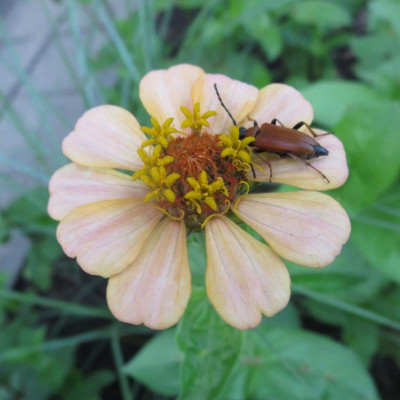 Zinnie mit Käfer_5921.jpg