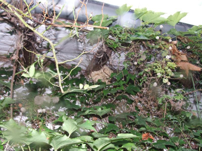 DSCF4269.JPG
