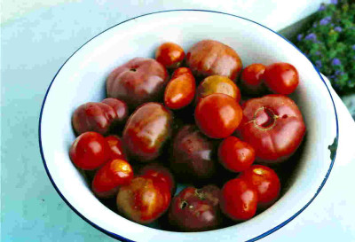 Eigene_Tomatenernte_3.jpg