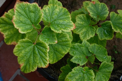 Weiße Kaiserliche - Stecklinge mit Chlorose-Anzeichen Ende Juli.jpg