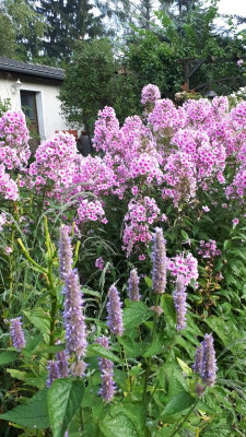 20170809_063244.jpg