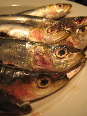 sardinen_07.jpg