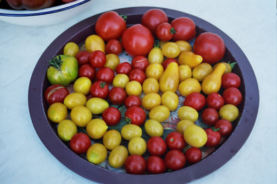 tomaten_2006_1_021.jpg