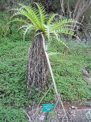 Jardin_Canario_-_Sonchus_congestus.jpg