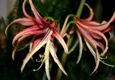 Zw_Amaryllis1.jpg