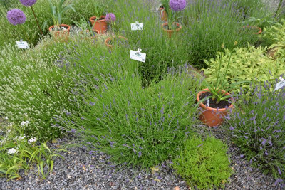 2016-06-17 16h06m22s_DSC_5163.JPG