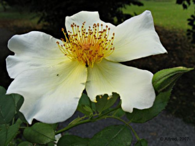 Rosenblute.JPG