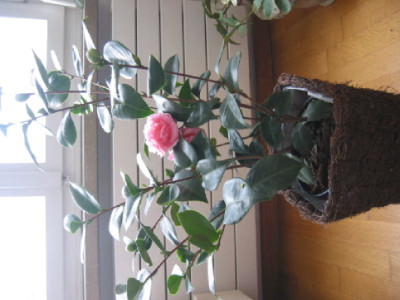 C__japonica__Debutante__A.jpg