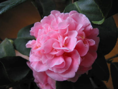 C_japonica_Debutante.jpg