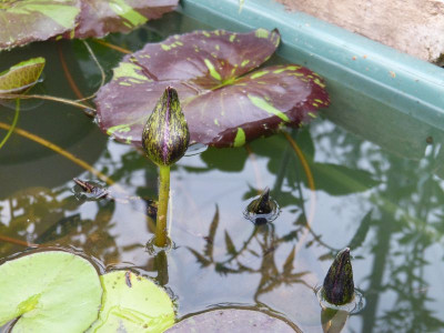 2017-08-10 Nymphaea 'Tanzanite'.jpg