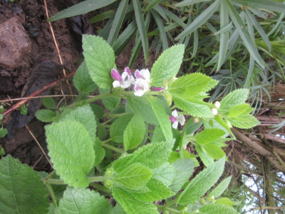 IMG_1748.JPG