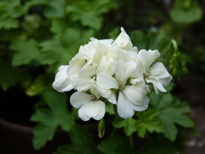 2017-08-10 Pelargonium 'Creamery'.jpg
