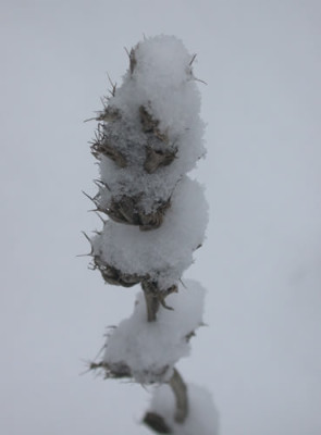 DSCN0888__Herzgespann_.jpg