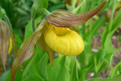 CypripediumParviflorumVar.Pubescens1_2008.jpg
