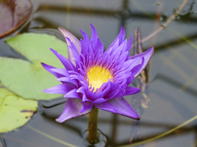2017-08-11 Nymphaea 'Tanzanite' 1.jpg