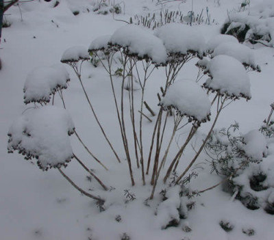 DSCN0972_Fetthennes_Winterkleid_.jpg