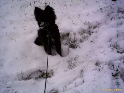 Schneenase.jpg