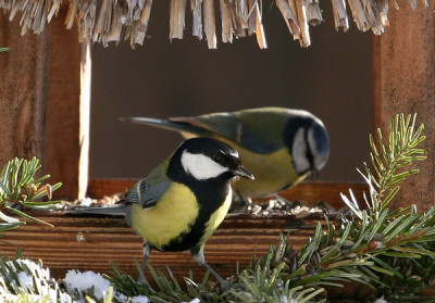 Vogel-am-Futterhaus.jpg
