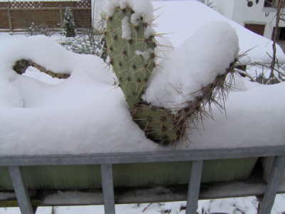Schneeopuntien.jpg