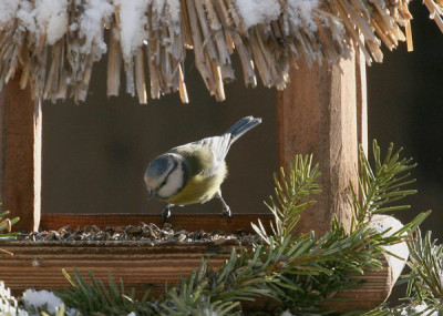 Blaumeise-am-Futterhaus.jpg