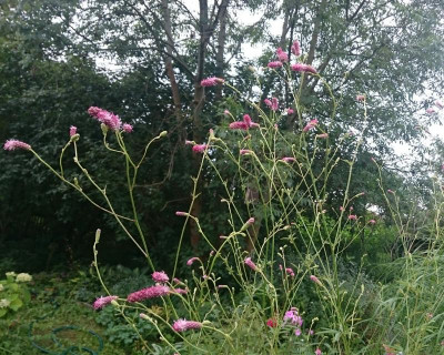 _20170813_080837.JPG