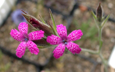 07120007_eDianthus_armeria.JPG