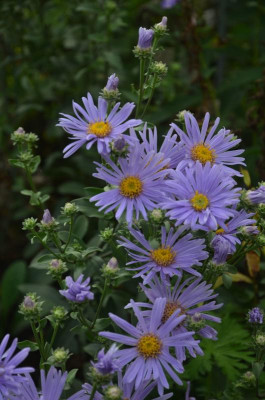 Aster_amellus-Silbersee.17-2.jpg