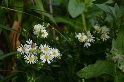 Aster_ageratoides-Starshine.17-1.jpg
