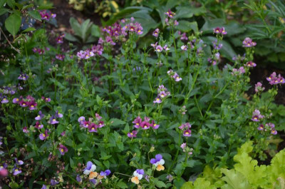 Nemesia.17-1.jpg