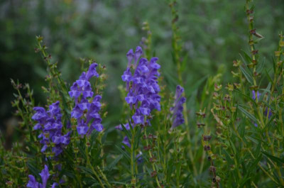 Scutellaria_baicalensis.17-3.jpg