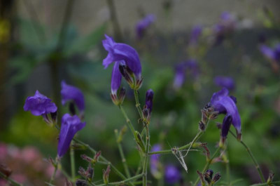 Strobilanthes,17-2.jpg
