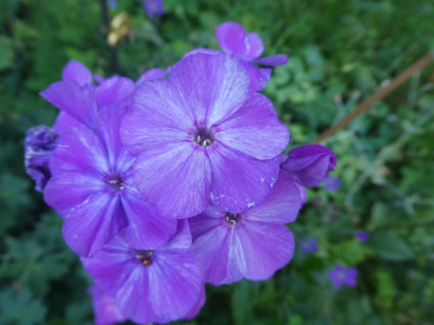 Phlox unbekannt 170813.jpg