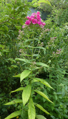 Schleipfersämling 1 Habitus 170812.jpg