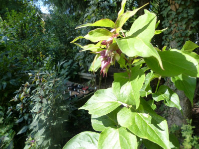 P1010332a.jpg