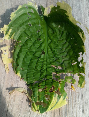 Hosta_Fragrant_Bouquet.jpg