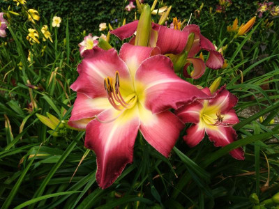 White_Eyes_pink_Dragon.jpg