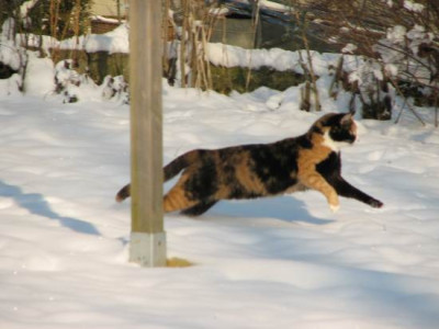 lara_im_schnee_galopp.jpg
