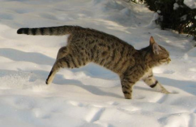 talula_schnee222.jpg