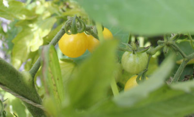 Tomate_Guerilla_Cocktail.jpg